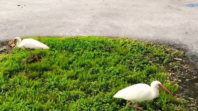 Holland park Florida ибисы и белки смотреть онлайн