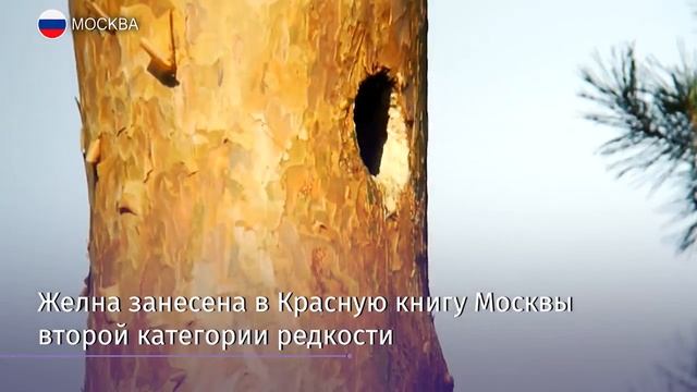 В Серебряном Бору обнаружен самый большой дятел в России смотреть онлайн