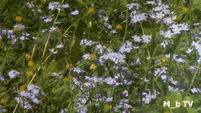 Весна 2020 смотреть онлайн