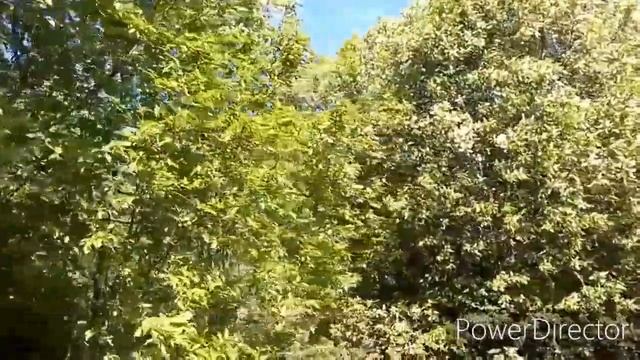 Белая черемуха душистая смотреть онлайн