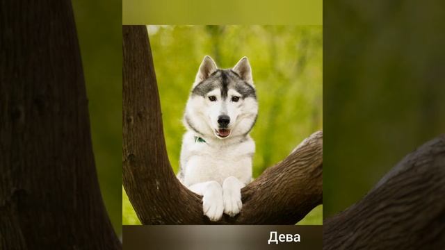 Хаски настроение, знаки задиака