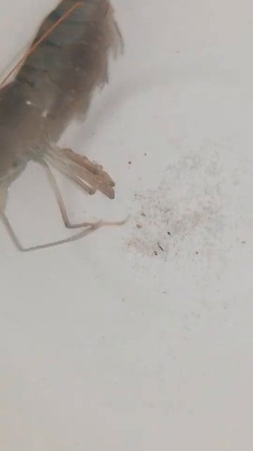 Рождение личинки креветки Розенберга. Разведение креветки Розенберга. АНО