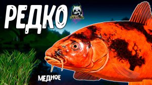 RF4 РЕДКО БЫВАЕМ ТУТ НО МЕТКИЕ ПОКЛЁВКИ ЖДУТ #рр4