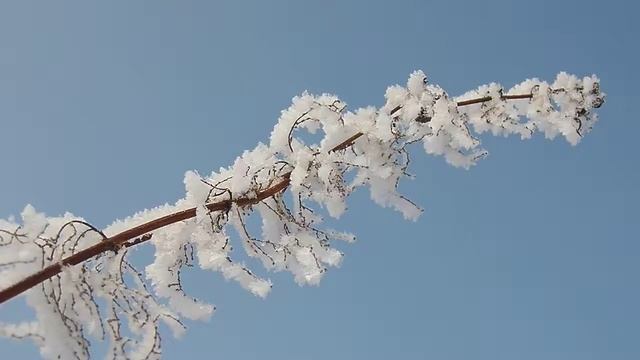 Зима Веточка в снегу Красота смотреть онлайн