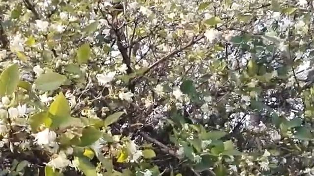 В Анапе буйно зацвела жимолость #АНАПА2018 смотреть онлайн