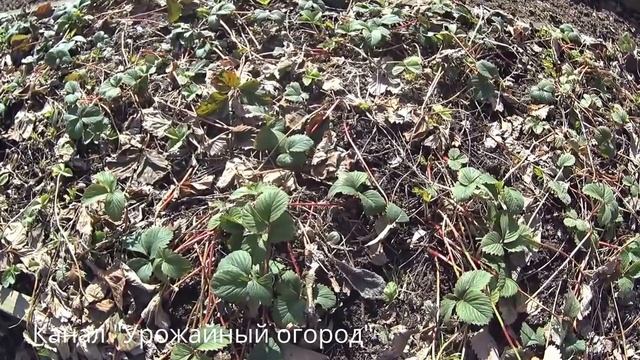 Супер-средство для урожая клубники смотреть онлайн