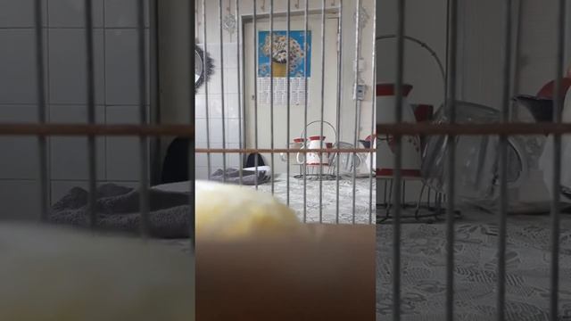 Пение канарейки смотреть онлайн