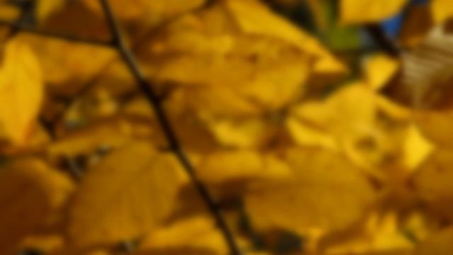 ЛЕНТА МЕБИУСА: Психология успеха