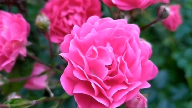 Кровавые цветы 318 серия русская озвучка | Джевахир украл Мирана