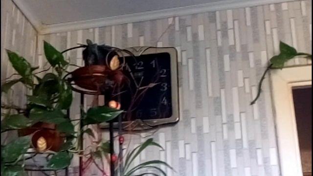 Как приготовить хайфи амлет смотреть онлайн