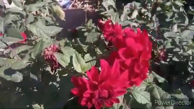 АВАРСКИЙ НАШИД свадебный смотреть онлайн