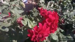 АВАРСКИЙ НАШИД  свадебный