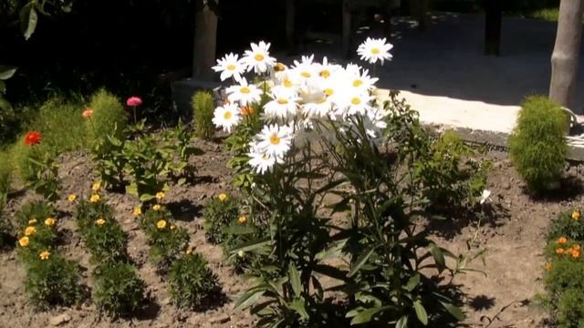 Символ дня смотреть онлайн