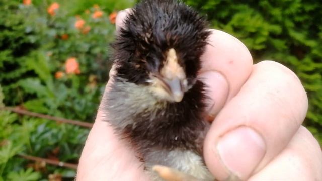 Вопрос: "стоит ли цыплятам помогать вылупляться?" смотреть онлайн