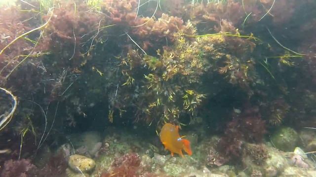 Juvenile Garibaldi смотреть онлайн