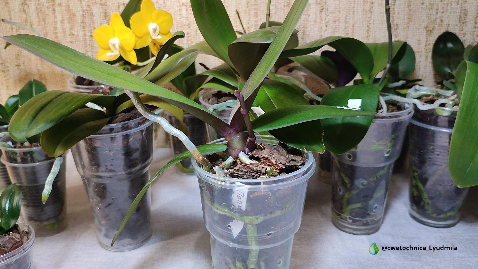 Все мои пересаженные детки фаленопсисов в одном видео😀