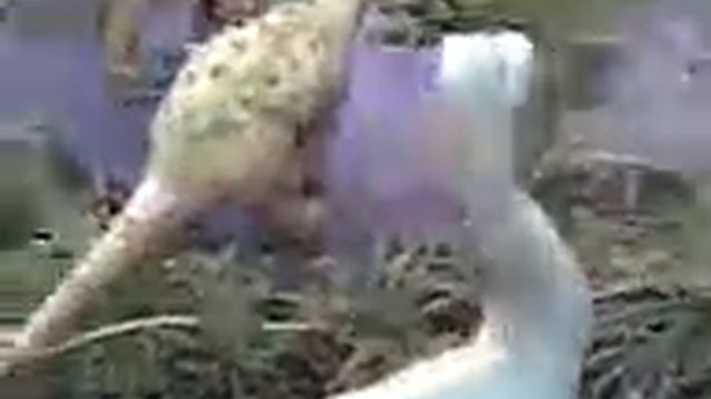 Диплодок против дасплетозавра. Миграция заураподов. Мультики о динозаврах