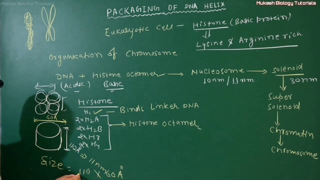DNA packaging in eukaryotes, nucleosome, histone, chromosomes organisation, solenoid model смотреть онлайн
