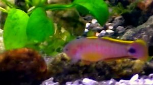 #Aquarium. Ковровый элеотрис.