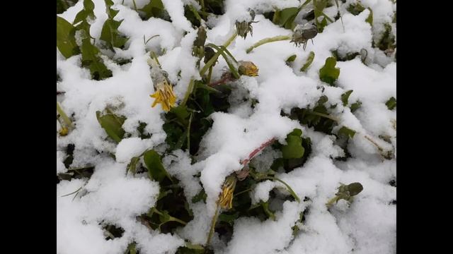 Что творится с природой? Обзор. Весна 2022. смотреть онлайн