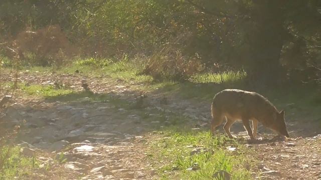 В мир живой природы с Анной. смотреть онлайн