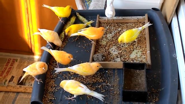 Канарейки смотреть онлайн