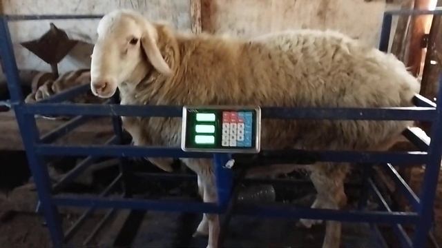 Альбинос взвешивание 1 год и 11 месяцев 140 кг.живой вес