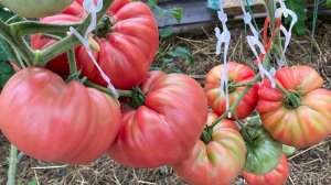 Сортовые коллекционные томаты в теплице. Урожайные и вкусные. Часть вторая.