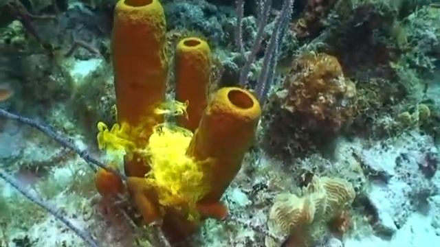 Cayman Brac 2007 Reef Divers смотреть онлайн