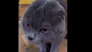 Кот разговаривает человеческим голосом