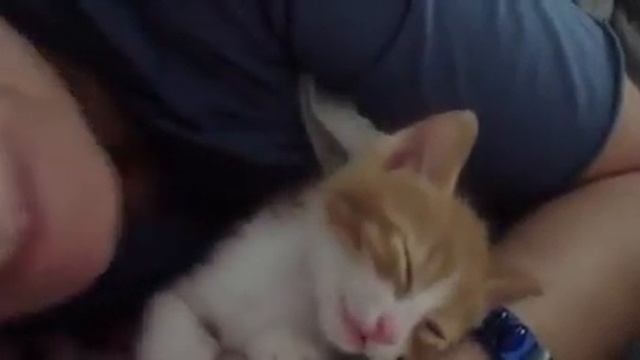 Жестокий кот против человеческого борьбе заканчивается нокаутом смотреть онлайн
