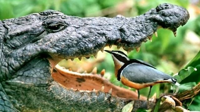 Египетский бегунок 🐦 смотреть онлайн