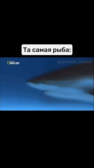 "Я в китайском как рыба в воде" #shorts #китайский #китайскийязык #китайскийонлайн #hsk #Китай смотреть онлайн