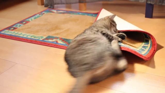Do A Barrel Roll смотреть онлайн