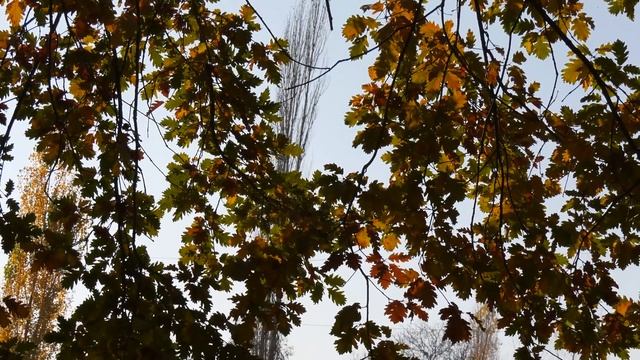 Золотая осень в Имамкуликенте 4K ULTRA-HD смотреть онлайн