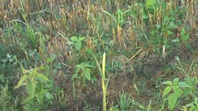 Ловля молодого перепела (бедана) на ОС. Catching young quail (bedan) смотреть онлайн