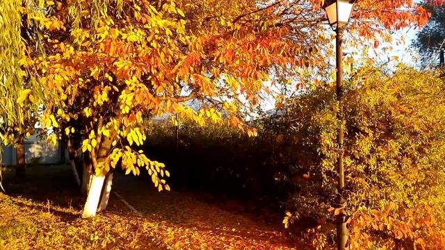 Осень! Листопад. Просто красиво! смотреть онлайн