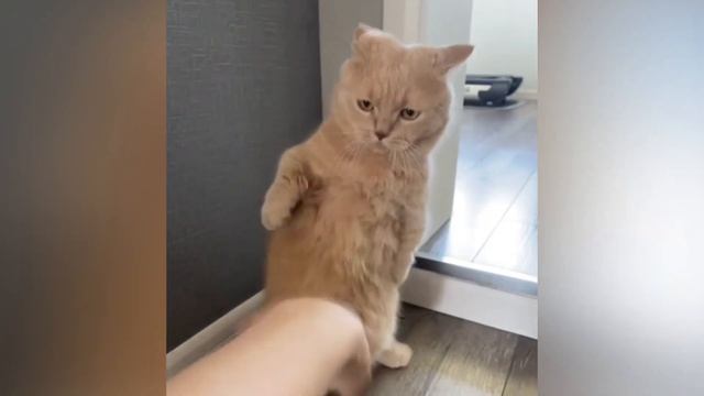 Кот задумался. Кот поёт на китайском языке. смотреть онлайн