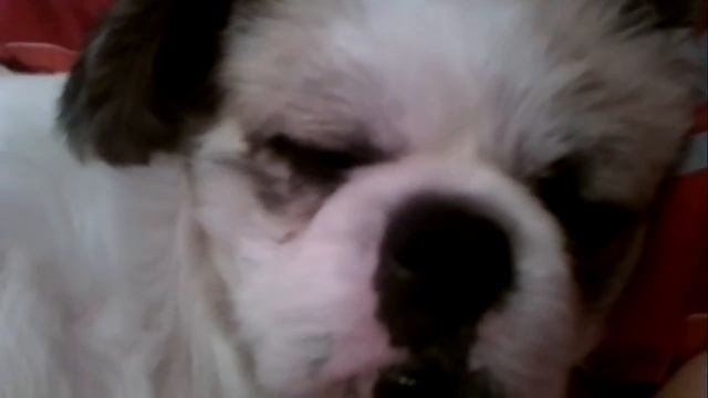 Храпит мой песик ! смотреть онлайн