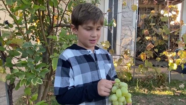 Детская жатвенная программа смотреть онлайн