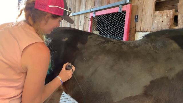 Horse Haircuts: How to Give Your Horse That Fresh Summer Look смотреть онлайн