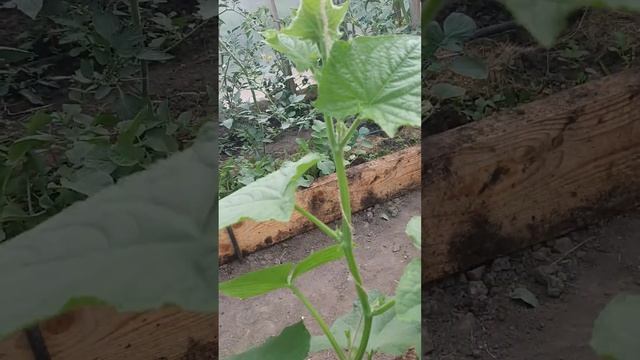 огурцы ТРОЯ и СОТНИК. смотреть онлайн