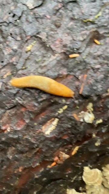#Rain's out, slug's out...#fungi #fungus смотреть онлайн