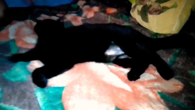 Если у вас есть кошка, вы возвращаетесь не в дом, а домой. Cat life смотреть онлайн