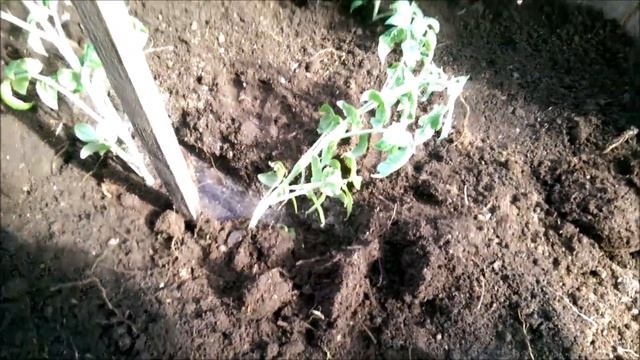 БУДЬТЕ ВНИМАТЕЛЬНЫ!!! ЭТО ОЧЕНЬ ВАЖНО! НЕ ПЕРЕКОРМИТЕ СВОИ ТОМАТЫ!!! смотреть онлайн