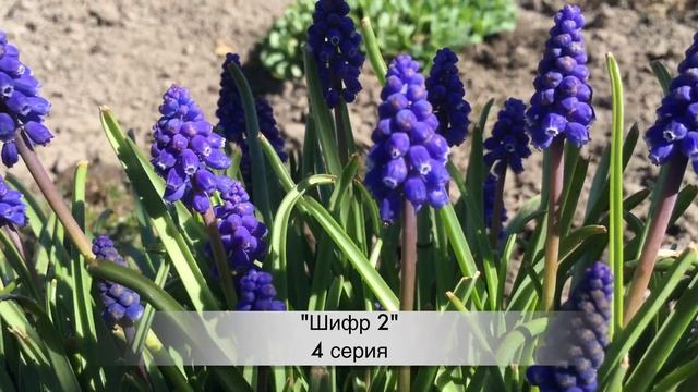 ШИФР 2 сезон 4 серия ДАТА ВЫХОДА И АНОНС (СЕРИАЛ 2020) ПРЕМЬЕРА смотреть онлайн