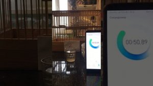 кенар овсяночного напева хозяин Александр из Сочи кенару 3 года