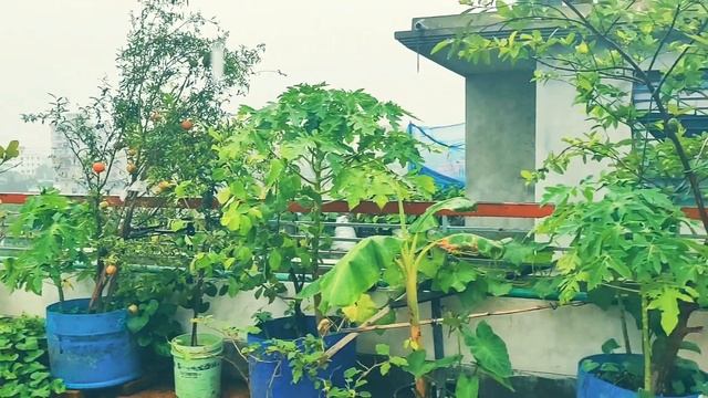 Rooftop Garden at home Savar Bangladesh смотреть онлайн