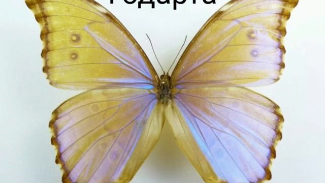 Основные виды морфо 🦋🦋🦋🦋 смотреть онлайн