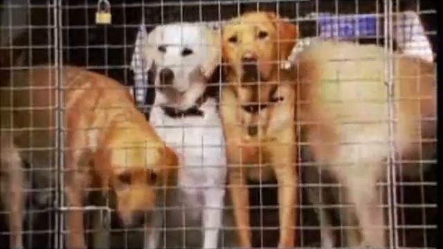 Virginia Migration GPS Adventure